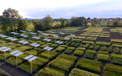 In Umbria nasce a Valfabbrica un sistema agrivoltaico avanzato